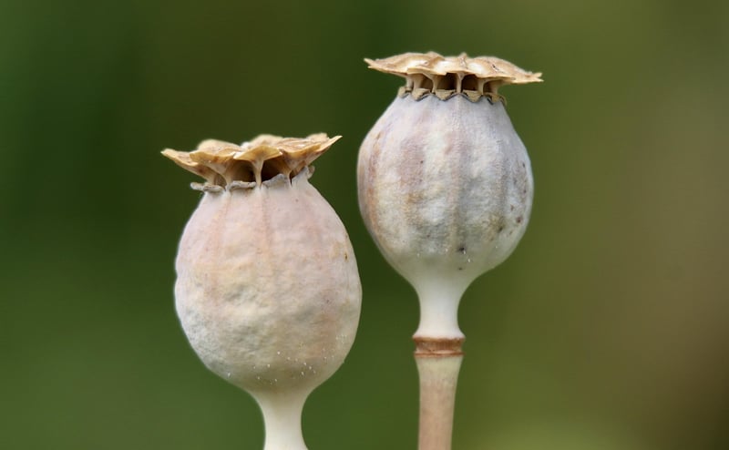 Chrono Capsules
